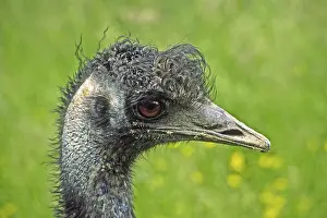 Wild Animal Photography Tips Drucke: Ostrich
