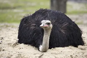 Ostrich In The Wild Drucke: Ostrich in the wild