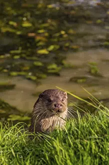 Eurasian River Otter Drucke: Otter seen from a hide