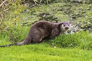 Lutra Lutra Species Drucke: Otter seen from a hide