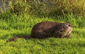 Wildlife Photography Scotland Drucke: Otter seen from a hide