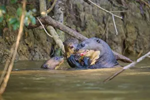Drucke von Zwei Otter kommunizieren mit einem Dritten im Wasser, Riesenschwanzotter (Pteronura brasiliensis), Pantanal, Mato Grosso, Brasilien Riesenotter Drucke: Zwei Otter kommunizieren mit einem dritten im Wasser.