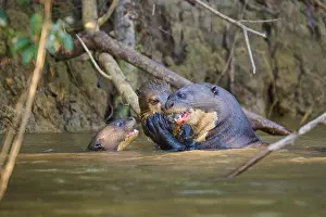 Drucke von Zwei Otter im Wasser, die sich ansehen, dritter schwimmt, Pferdeotter (Pteronura brasiliensis), Pantanal, Mato Grosso, Brasilien Riesenotter Drucke: Zwei Otter im Wasser, die sich ansehen.