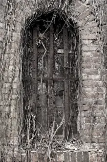 Abandoned Building Drucke: Overgrown, barred window