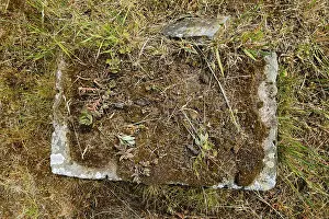 Eastern European Graveyard Drucke: Overgrown and sunken stone structure