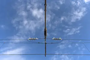 Electric Power Wire Drucke: Detail of the overhead line of the Deutsche Bahn