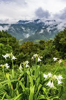 Unesco Coffee Cultural Landscape Drucke: Overlook over the Valle de Cocora