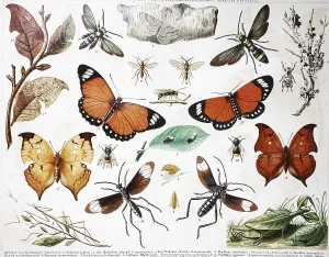 Übersicht über die Imitationszucht bei Insekten