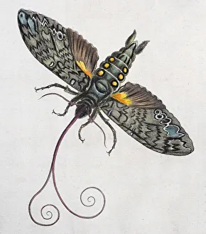 Hand Coloured Copper Engraving Drucke: Owlet moth (Noctuidae)
