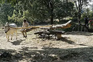 Indian Animal Husbandry Drucke: An ox pulls a wagon, driven by a man