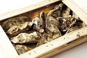 Food Studio Background Drucke: Oysters