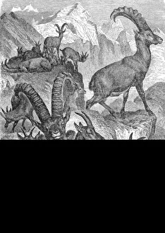 Capra Ibex Species Drucke: A Pack of Alpine Ibex in the Mountains