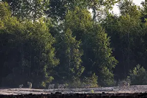 European Gray Wolf Drucke: A pack of wolves (Canis lupus)