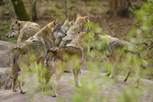 Central Europe Nature Scenery Drucke: Pack of wolves in the forest, standing close together