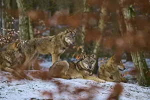 Canis Lupus Habitat Drucke: A pack of wolves resting in the winter forest