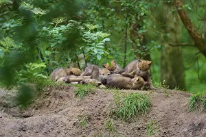 Central Europe Nature Scene Drucke: A pack of young wolves resting on a mound