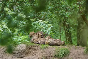 A pack of young wolves rests in the forest