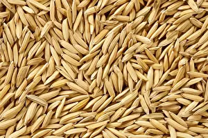 Uninhabited Island Drucke: Paddy