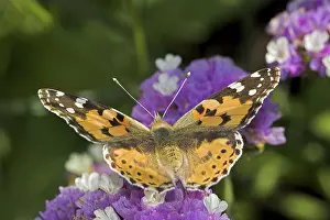 Flying Lepidopteran Species Drucke: Painted Lady In Flight