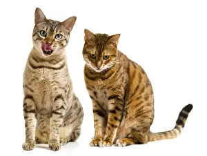 Drucke von Ein Paar schöne Bengal-Katzen, eine leckt ihre Lippen nach dem Essen ab und die andere sieht traurig auf den Boden Bengalisch Drucke: Paar schöner Bengal-Kätzchen