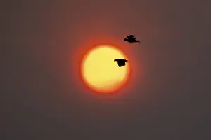 Latin America Tourist Attraction Drucke: A pair of macaws flies through in front of the setting sun
