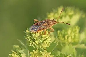 Poisonous Plants In Germany Drucke: Pale pore bug (Stictopleurus abutilon)