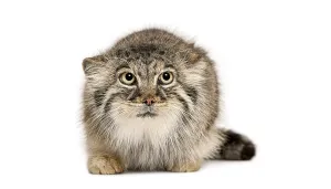 Drucke von Pallas-Katze liegend auf weißem Hintergrund, Otocolobus manul, nach vorne schauend Pallas-Katze liegend auf weißem Hintergrund, Otocolobus manul, nach vorne schauend Tierporträts Drucke: Pallas-Katze liegt auf weißem Hintergrund.