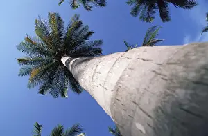Tropical Tree Trunk Drucke: Palm