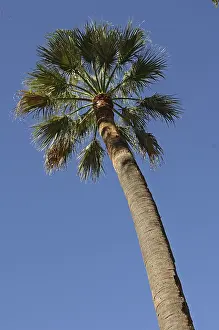 No People Desert Landscape Drucke: Palm