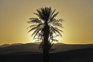 Backlit Palm Tree Photo Drucke: Palm with backlighting at sunset