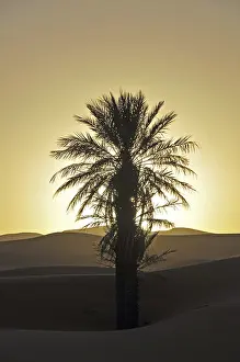 Evening Sun In Africa Drucke: Palm with backlighting at sunset