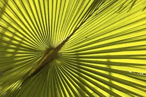 Tropical Palm Tree Drucke: Palm frond