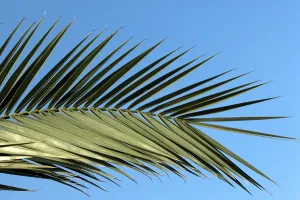 Palm Leaf Detail Drucke: Palm leaf