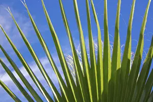Nature Plant Details Drucke: Palm leaf