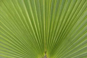 Spanish Nature Photography Drucke: Palm leaf (Arecaceae), background