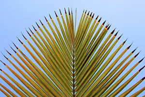 Uninhabited Island Scenes Drucke: Palm leaf on a background of blue sky