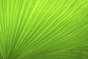 Cahuita National Park Drucke: Detail of a palm leaf, Cahuita