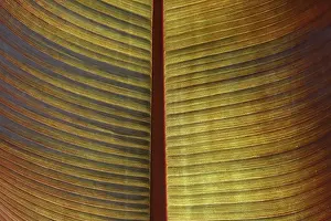Palm Leaf Decoration Drucke: Palm leaf, palm