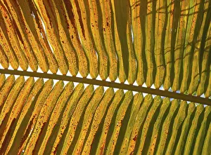 Uninhabited Palm Tree Landscape Drucke: Palm leaf, palm leaf against the light