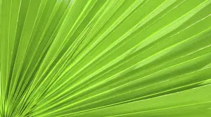 Coconut Palm Tree Photo Drucke: Palm leaf texture for background