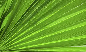 Deserted Garden Background Drucke: Palm leaf texture for background