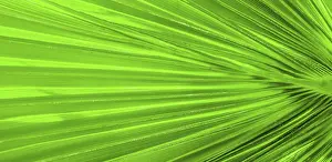 Palm Leaf Texture Drucke: Palm leaf texture for background