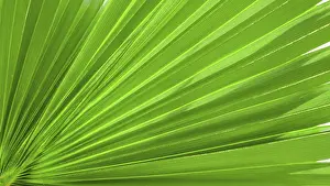 Deserted Garden Background Drucke: Palm leaf texture for background