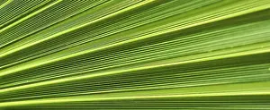 Palm Leaf Texture Drucke: Palm leaf texture for background