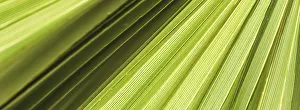 Palm Leaf Texture Drucke: Palm leaf texture for background