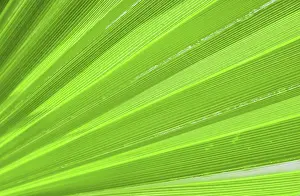 Tropical Nature Photography Drucke: Palm leaf texture for background