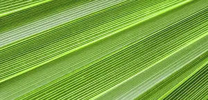 Palm Leaf Texture Drucke: Palm leaf texture for background