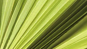 Coconut Palm Tree Photo Drucke: Palm leaf texture for background