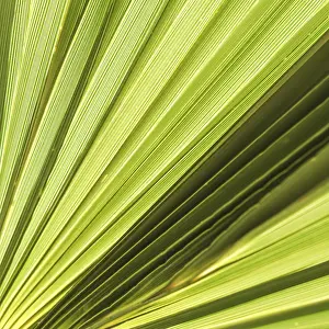 Palm Leaf Texture Drucke: Palm leaf texture for background