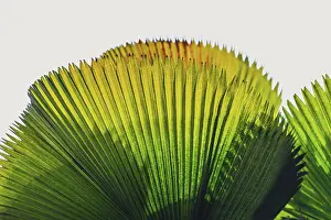 Transmitted Light Photography Drucke: Palm leaf in transmitted light
